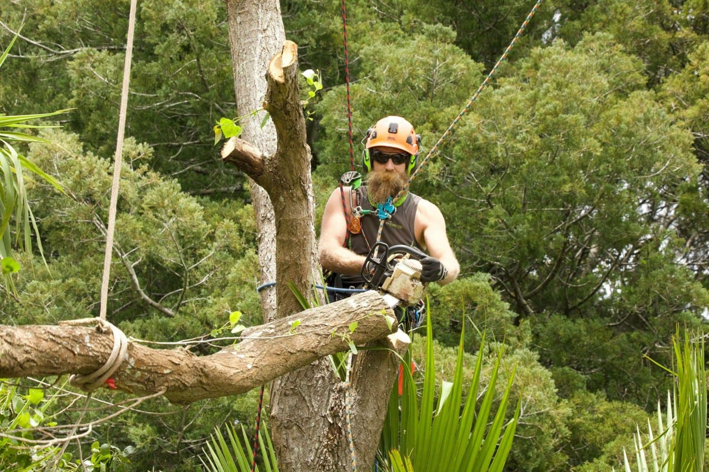 The Treeman