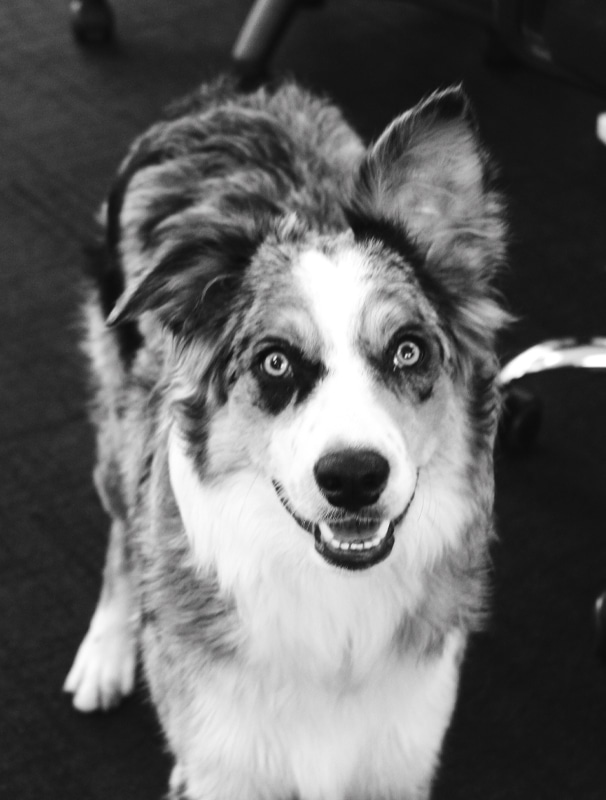 Willow BW